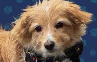 Meet Polly:  2026 Pet Bowl Champion!