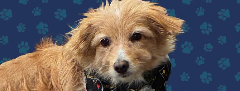 Meet Polly:  2026 Pet Bowl Champion!